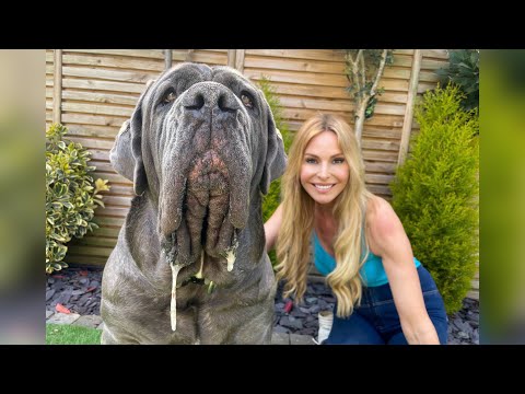 THE NEAPOLITAN MASTIFF - HUGE &amp; DANGEROUS GUARD DOG? Mastino Napoletano