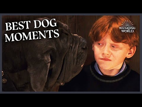 The Best Dog Moments in Harry Potter | Wizarding World